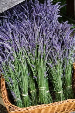 Shampoo Bar Lavendel & Geranie 18 Shampoo Bar Lavendel & Geranie -hochwertige Pflegeprodukte MAM 6616589 SHOP IMAGE 1.4