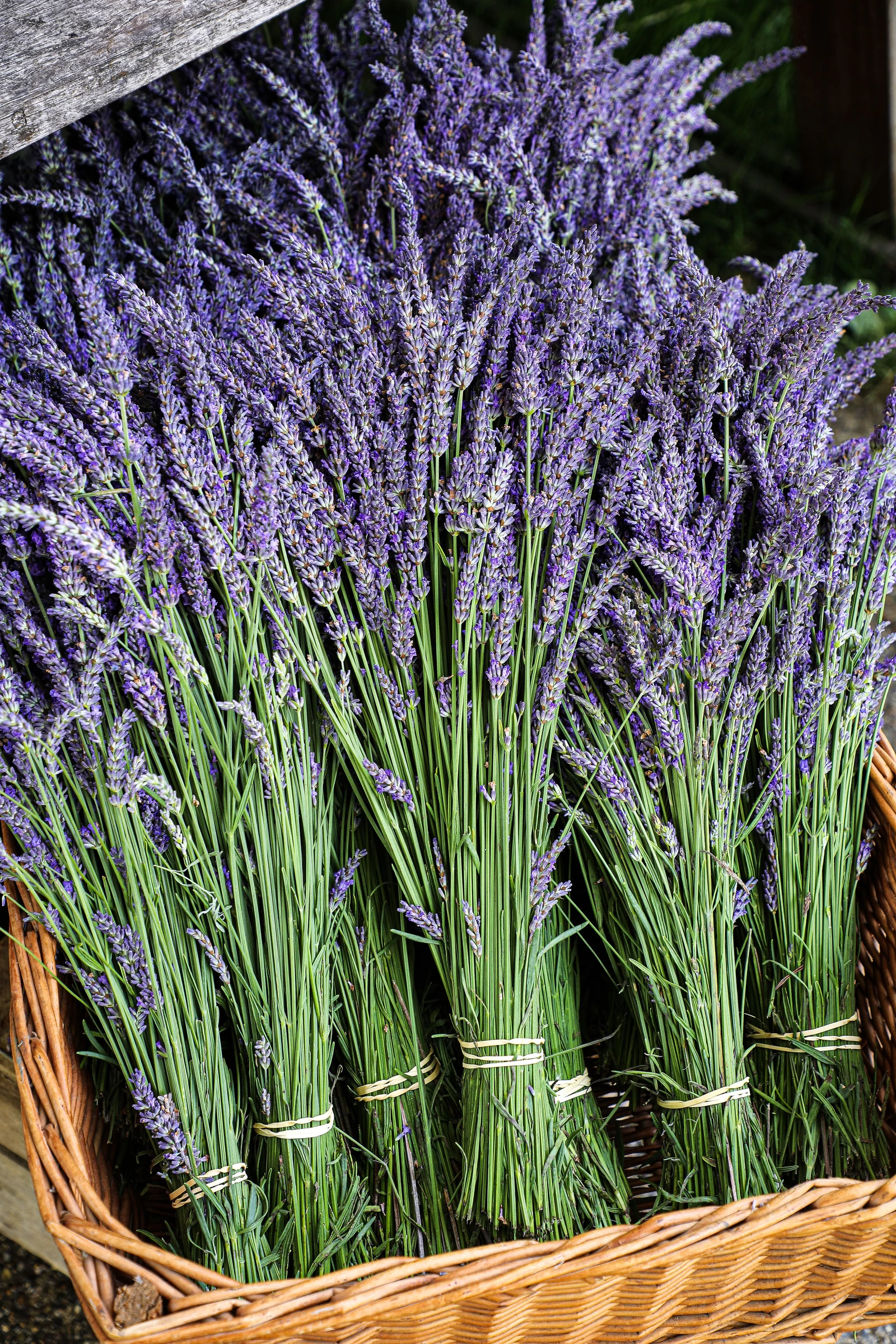 Shampoo Bar Lavendel & Geranie 10 Shampoo Bar Lavendel & Geranie – Bild 8