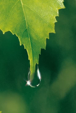 Weleda Birke Cellulite-Öl -hochwertige Pflegeprodukte MAM 7460180 SHOP IMAGE 1.4