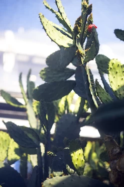 Weleda Feigenkaktus 24h Feuchtigkeitscreme -hochwertige Pflegeprodukte MAM 7460225 SHOP IMAGE 1.4