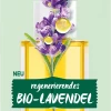 Straffendes Gesichts-Öl Regenerierendes Bio-Lavendel 1 Straffendes Gesichts-Öl Regenerierendes Bio-Lavendel -hochwertige Pflegeprodukte MAM 7731409 SHOP IMAGE 1.4